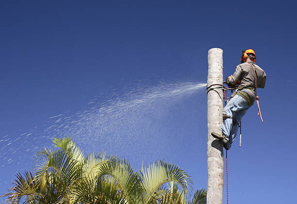 Best Commercial Tree Services  in Roessleville, NY