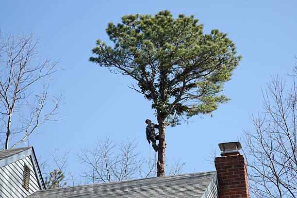 How Our Tree Care Process Works  in  Roessleville, NY